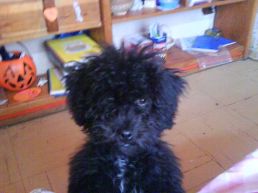 es un perro hermoxo muack!!